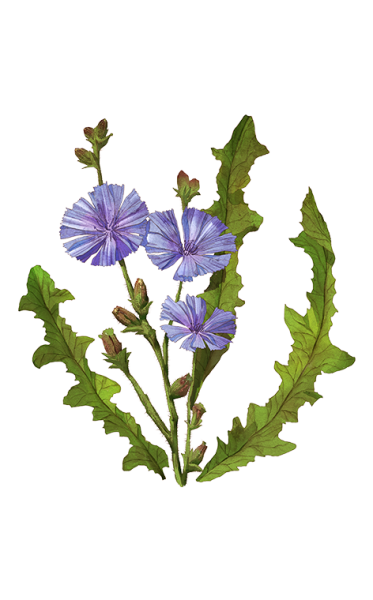 Цикорий без фона
