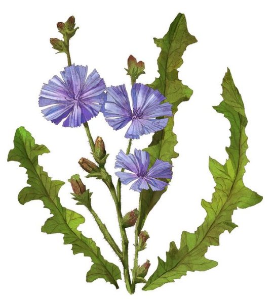 Цикорий цветок