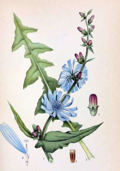 Cichorium intybus Ботаническая иллюстрация