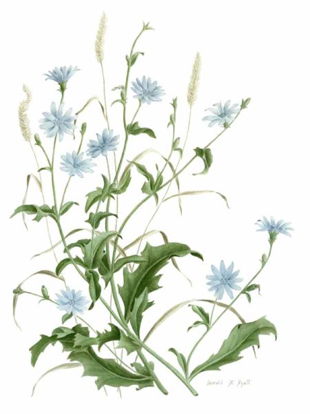 Цикорий Ботаническая акварель