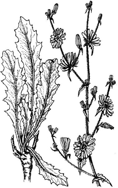 Цикорий обыкновенный ЛРС