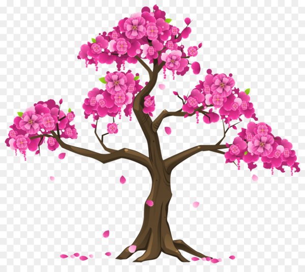 Вишня дерево рисунок