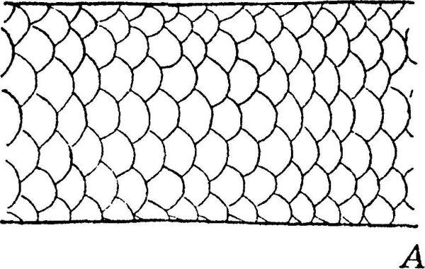 Змеиная чешуя