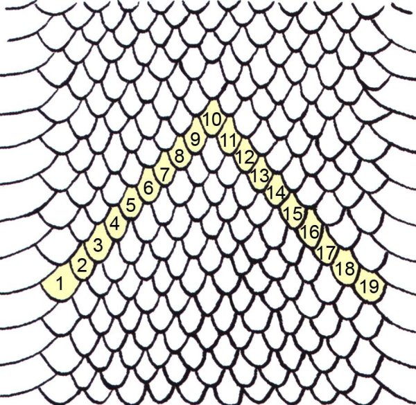 Чешуя змеи рисунок