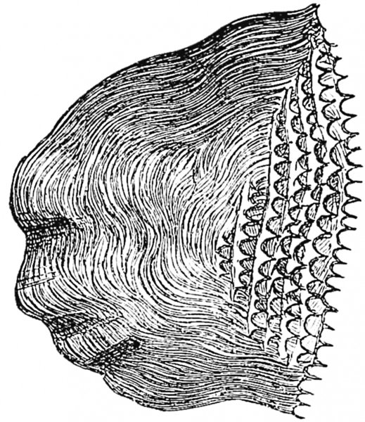 Ктеноидная чешуя окуня
