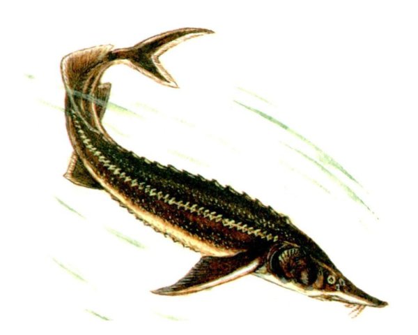 Стерлядь (Acipenser  ruthenus Linnaeus, 1758