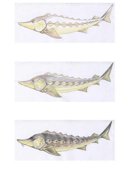 Стерлядь карандашом