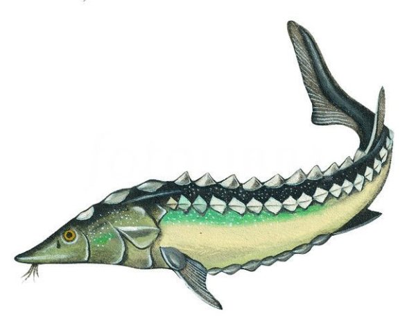 Осетр мультяшный