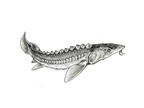 Сибирский осетр рисунок