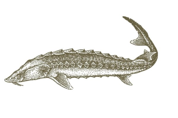 Бестер рыба