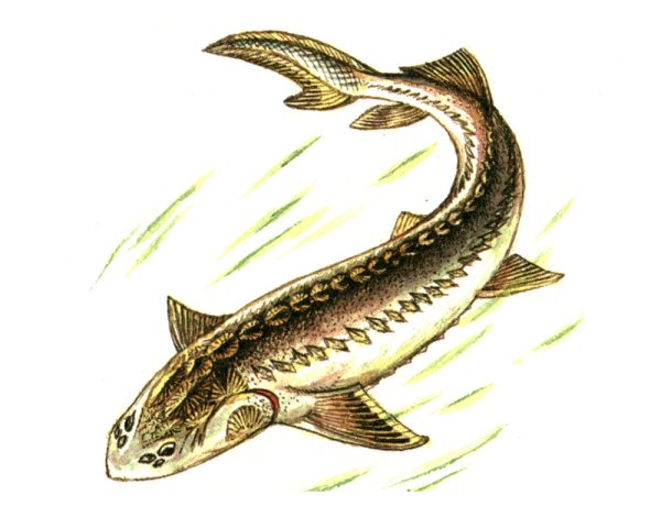 Байкальский осетр