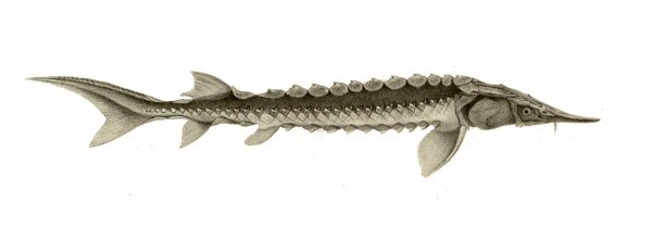 Корейский осётр