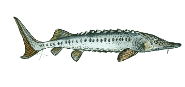 Стерлядь для детей