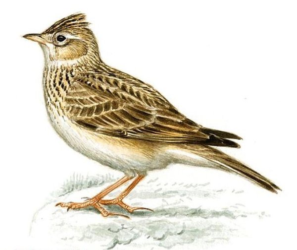 Жаворонок Перелетная птица