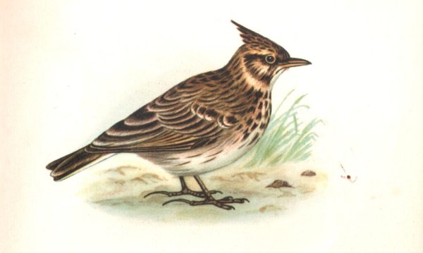 Жаворонок для дошкольников