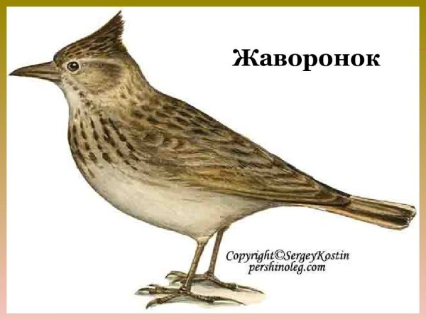 Жаворонок Перелетная птица