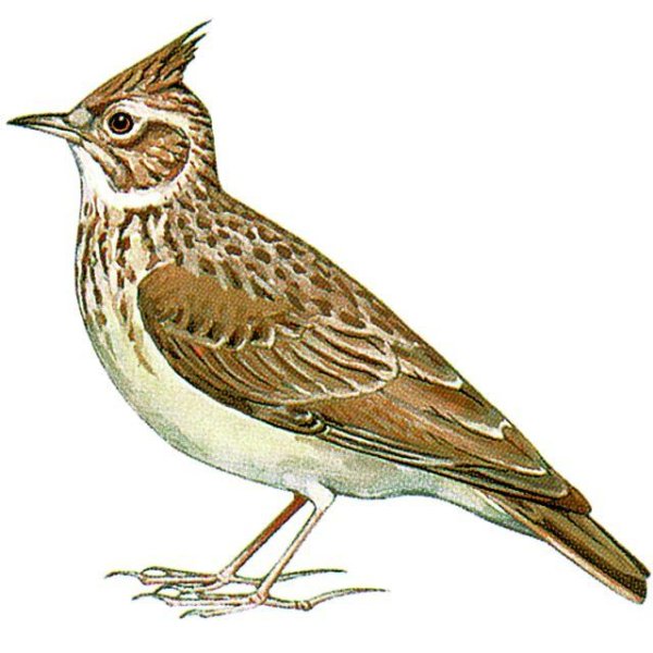 Жаворонок полевой для детей