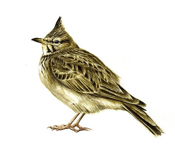 Жаворонок для детей
