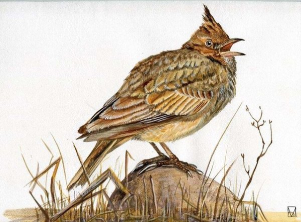 Жаворонок картина