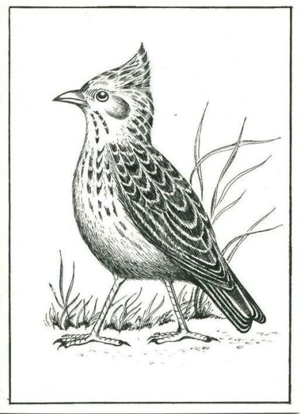 Жаворонок раскраска для детей