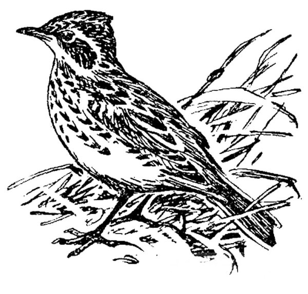 Жаворонок полевой Alauda arvensis