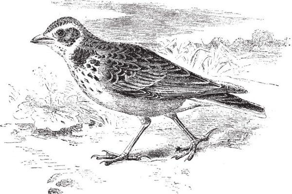 Жаворонок карандашом