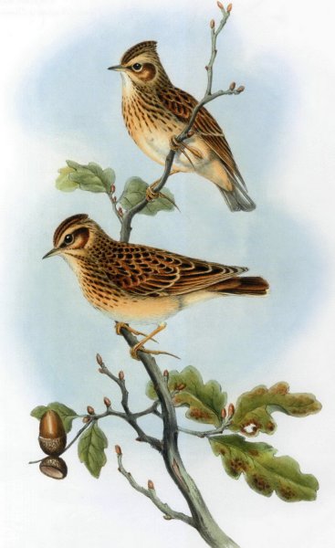 Жаворонок для дошкольников