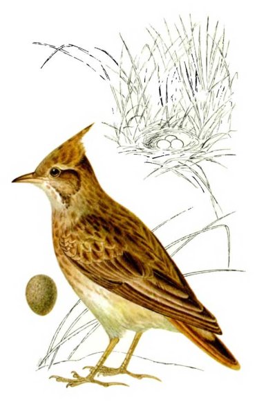 Дрозд скворец Жаворонок