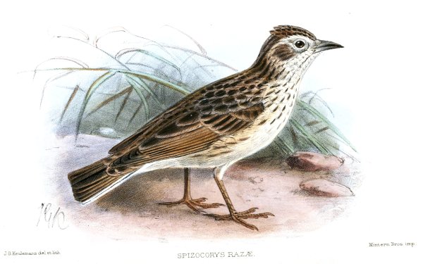 Жаворонок рисунок карандашом