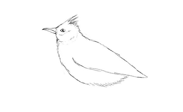 Жаворонки перелетные птицы