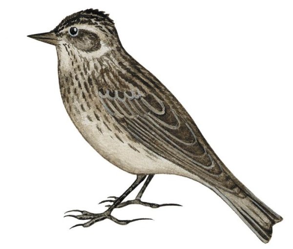 Дрозд и Соловей