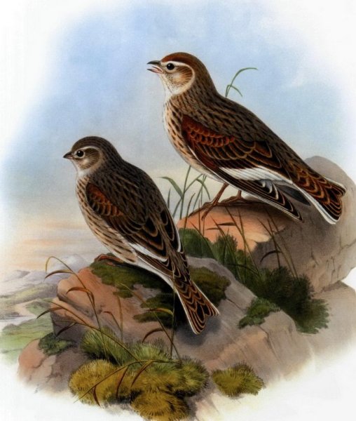 Раскраски Жаворонок птицы для детей