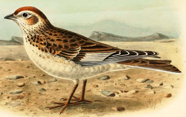 Жаворонок в полете