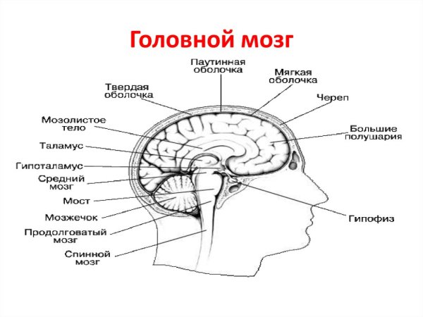 Строение мозга человека схема с описанием функций