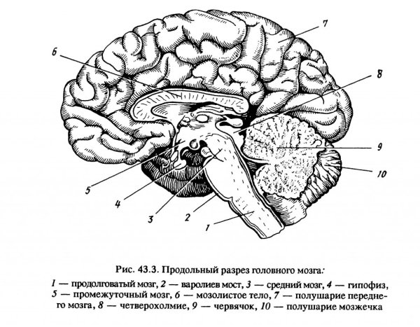 Строение головного мозга вид сбоку