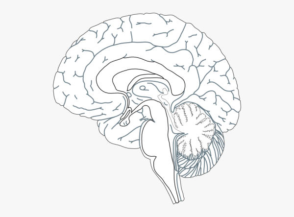 Головной мозг раскраска