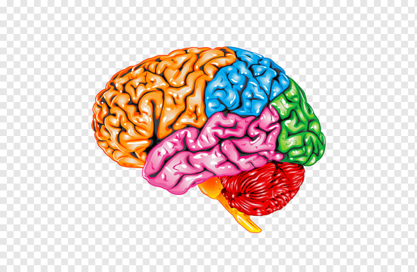 Occipital Lobe Brain