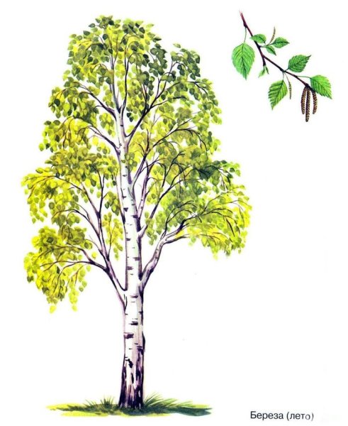 Березка дерево