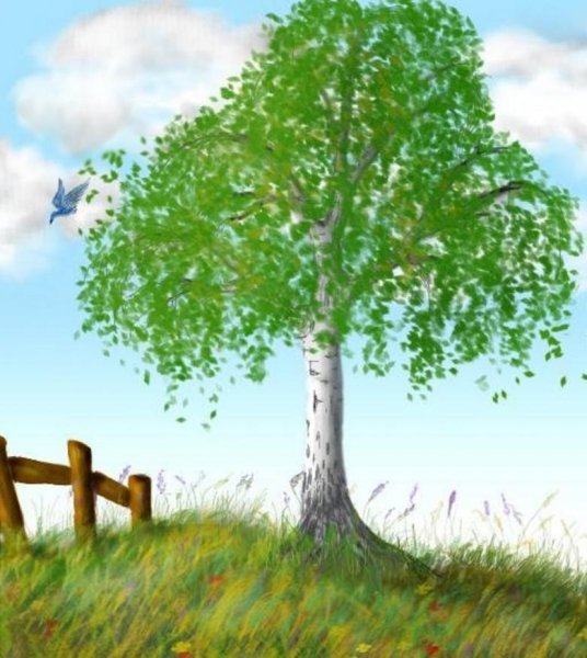 Берёзы, осины, Ива и Тополь