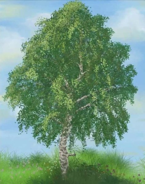 Рисование Березовая роща