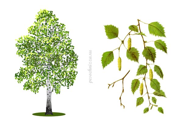 Рисование березы