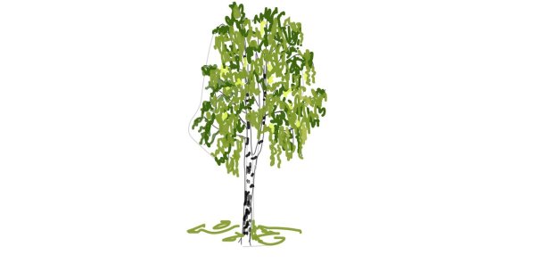 Береза рисунок