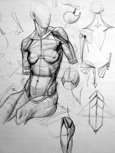 Анатомические фигуры для рисования