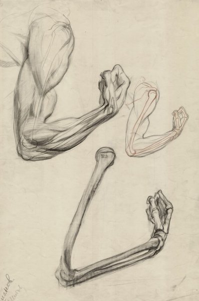 Пластическая анатомия Баммес руки