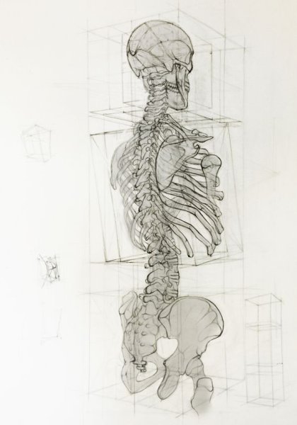 Позвоночник Баммес