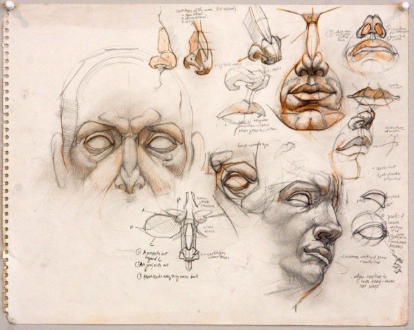 Баммес пластическая анатомия носа