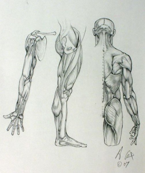 Анатомические Наброски