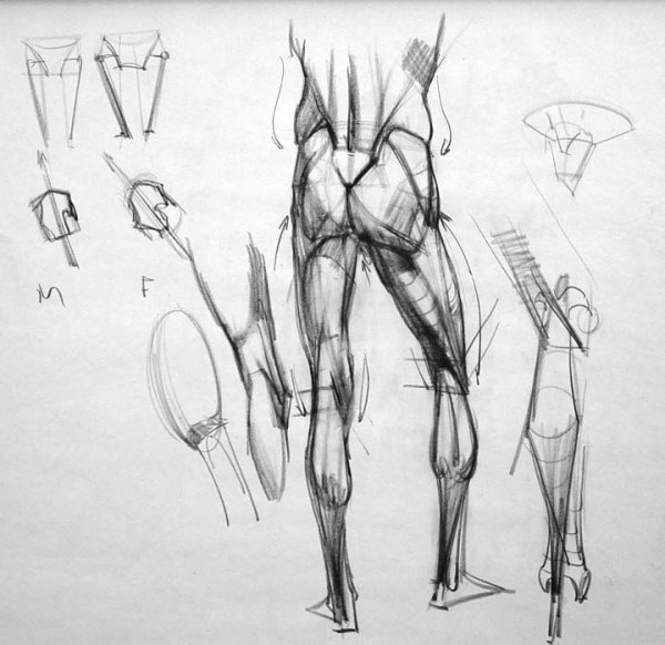 Тело человека для художников