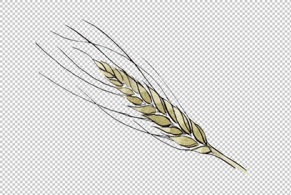 Пшеница рисунок