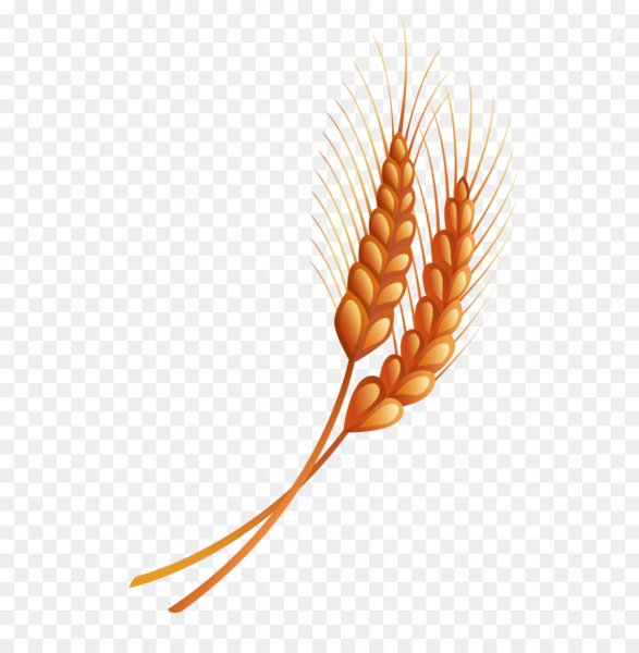 Колосья на прозрачном фоне